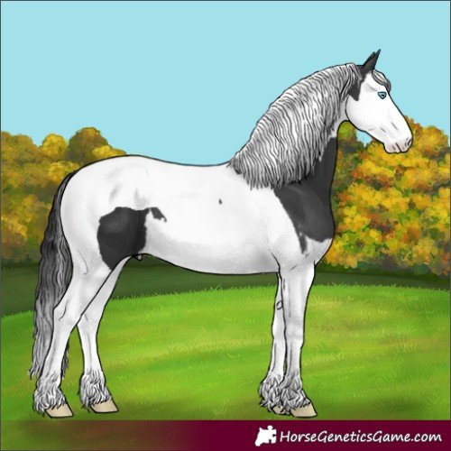 Horse Color:Black Splash Tobiano 