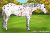 Horse Color:Brown Appaloosa  and Brown Appaloosa 