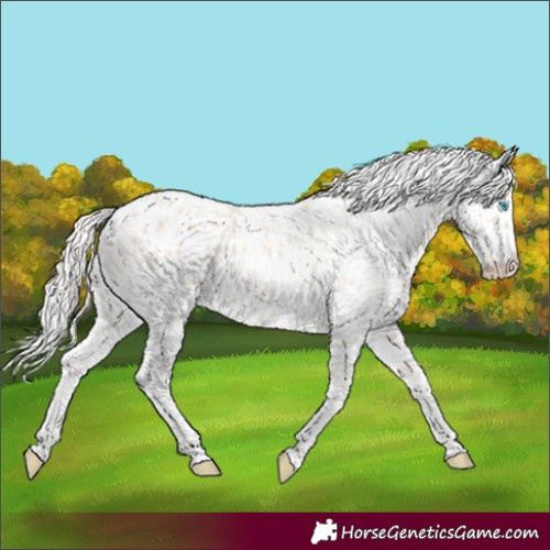 Horse Color:Cremello Leopard 
