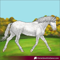 Horse Color:Cremello Leopard 
