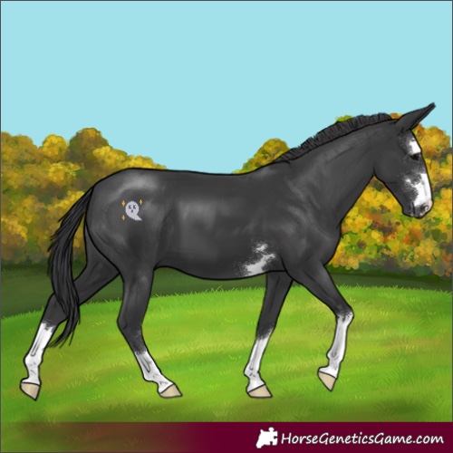 Horse Color:Black 