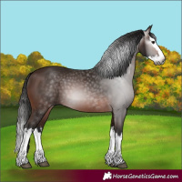 Horse Color:Gray White Spotted Bay Splash 