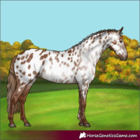 Horse Color:Gray White Spotted Chestnut Near Leopard