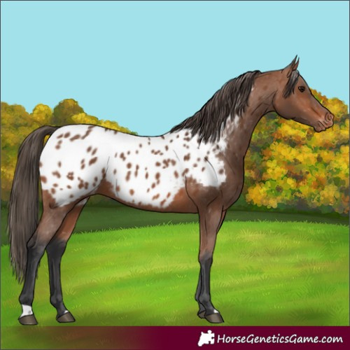 Horse Color:Bay Near Leopard 