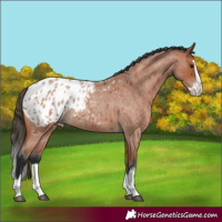 Horse Color:Bay Roan Splash Blanket 