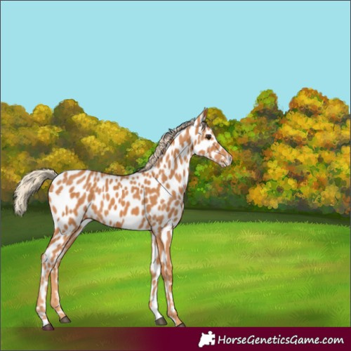 Horse Color:Chestnut Leopard 
