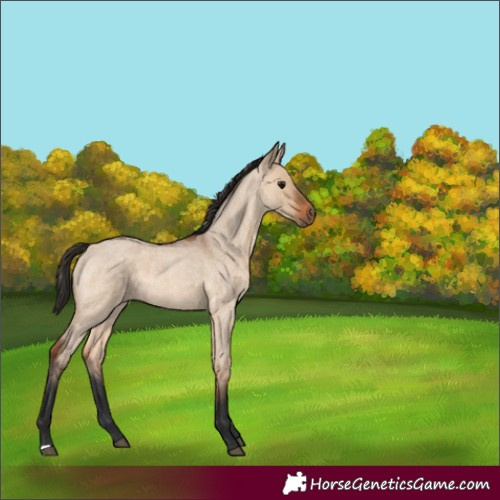 Horse Color:Bay Roan Dun 