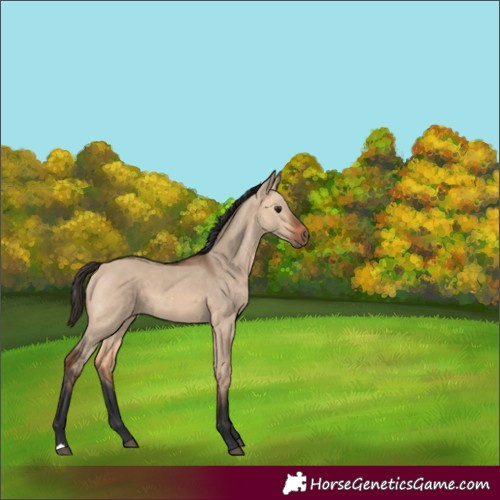 Horse Color:Bay Dun