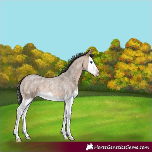 Horse Color:Brown Roan Dun Splash 