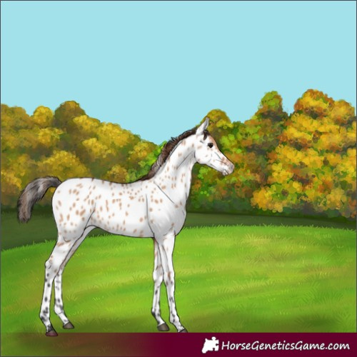 Horse Color:Bay Dun Near Leopard 