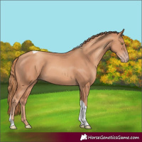 Horse Color:Gold Champagne Tobiano