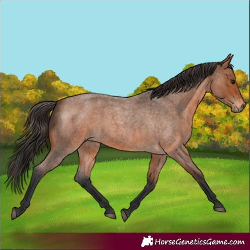 Horse Color:Bay Roan 