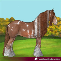 Horse Color:White Spotted Chestnut Sabino
