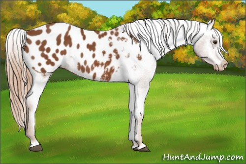 Horse Color:Chestnut Appaloosa 