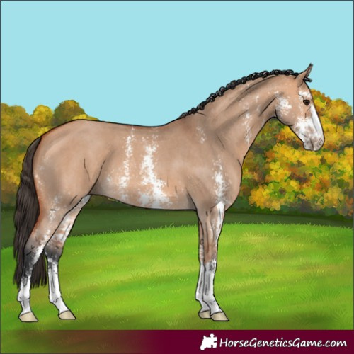 Horse Color:Bay Dun Sabino 
