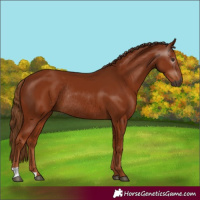 Horse Color:Gray Chestnut Rabicano
