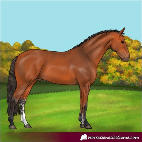 Horse Color:Bay Sabino Rabicano 