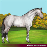 Horse Color:Gray Bay Roan Sabino 