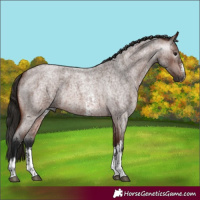 Horse Color:Gray Bay Roan Sabino 