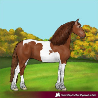 Horse Color:Gray Chestnut Tobiano