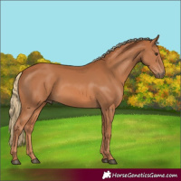 Horse Color:Chestnut 