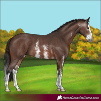Horse Color:Gray Bay Sabino Splash Rabicano