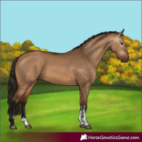 Horse Color:Gray Bay Dun Sabino Rabicano 
