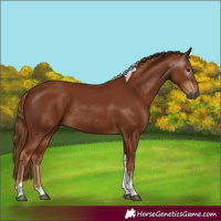 Horse Color:Gray Chestnut Tobiano Rabicano 