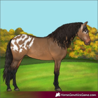 Horse Color:Gray Bay Dun Appaloosa