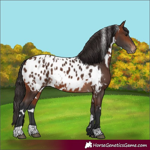 Horse Color:White Spotted Brown Appaloosa
