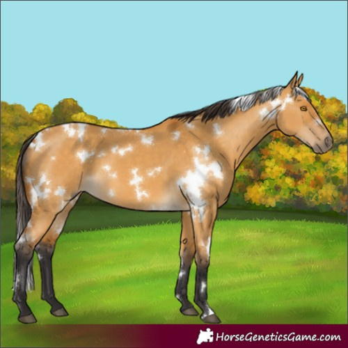 Horse Color:White Spotted Buckskin Dun 