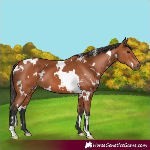 Horse Color:White Spotted Bay 
