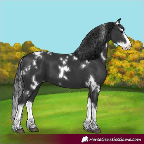 Horse Color:White Spotted Black Splash