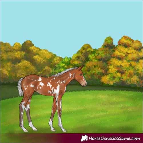 Horse Color:White Spotted Silver Bay 