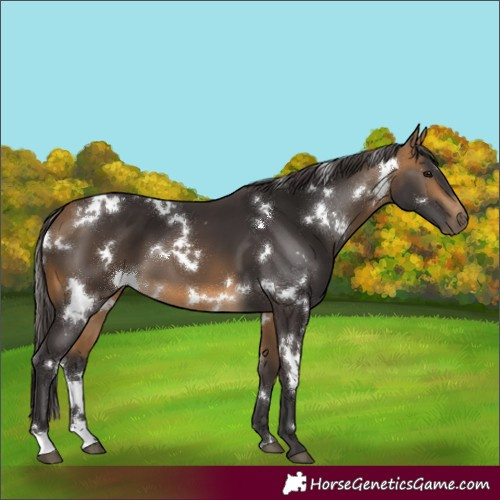 Horse Color:White Spotted Buckskin 