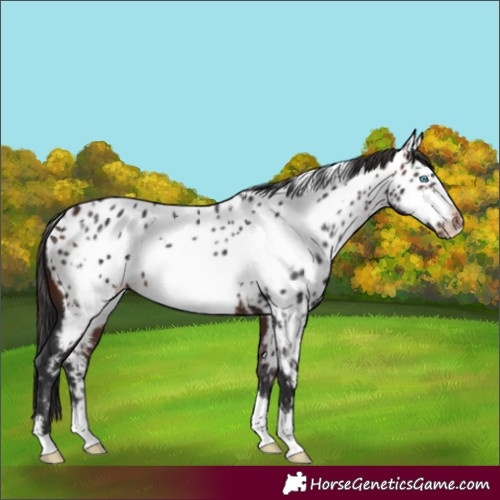 Horse Color:White Spotted Brown Frame Appaloosa 