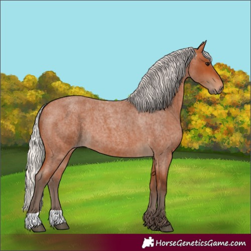 Horse Color:Silver Bay Roan 