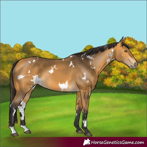 Horse Color:White Spotted Buckskin 