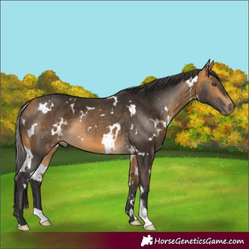 Horse Color:White Spotted Buckskin 