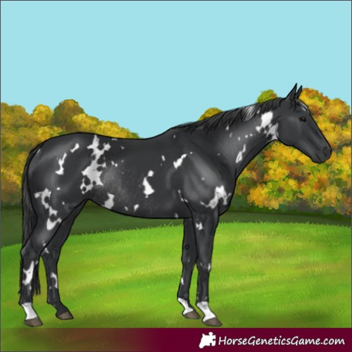 Horse Color:White Spotted Black Rabicano 