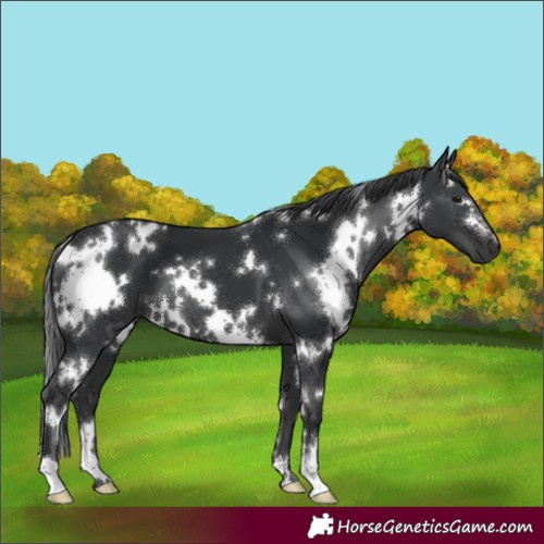 Horse Color:White Spotted Black