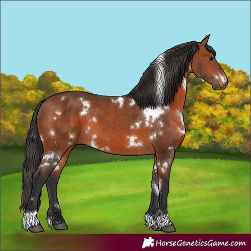 Horse Color:White Spotted Bay 