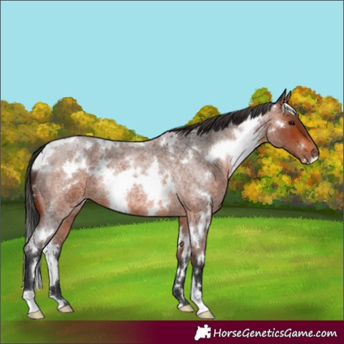 Horse Color:White Spotted Bay Roan 