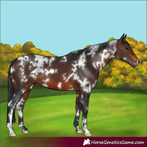 Horse Color:White Spotted Brown 