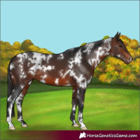 Horse Color:White Spotted Brown 