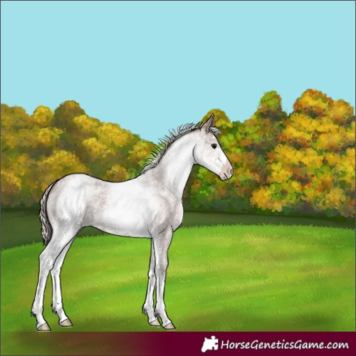 Horse Color:White Spotted Silver Blue Roan 