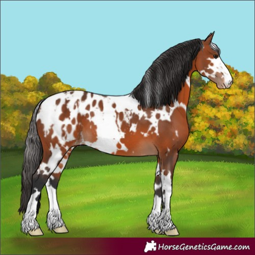 Horse Color:White Spotted Bay Blanket