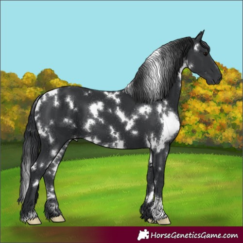 Horse Color:White Spotted Black 