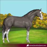 Horse Color:Smoky Grullo Splash 
