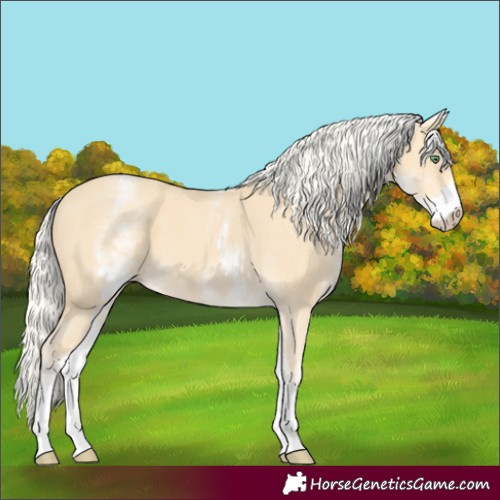 Horse Color:White Spotted Gold Cream Champagne